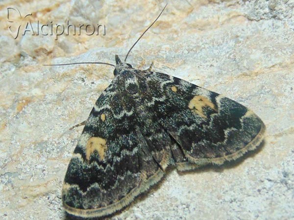 Idia calvaria