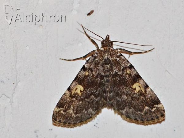 Idia calvaria