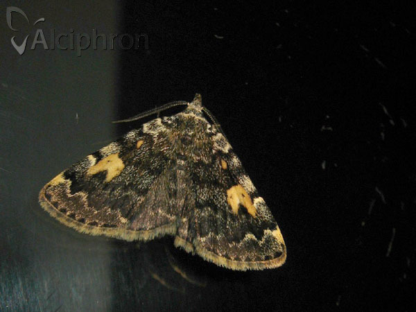 Idia calvaria