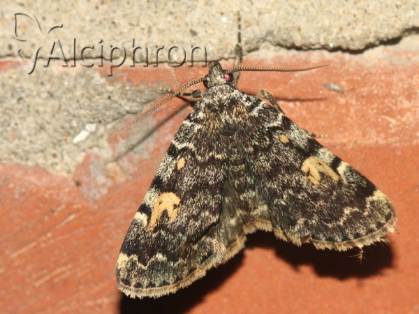 Idia calvaria