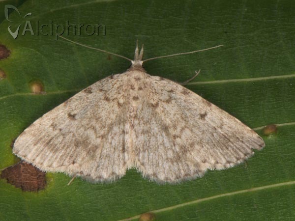 Orectis proboscidata