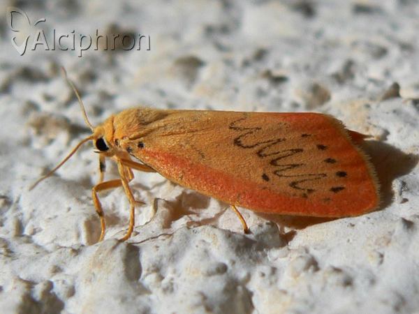 Miltochrista miniata