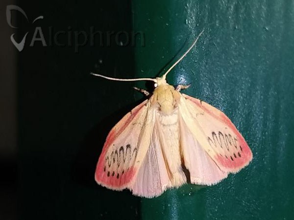 Miltochrista miniata
