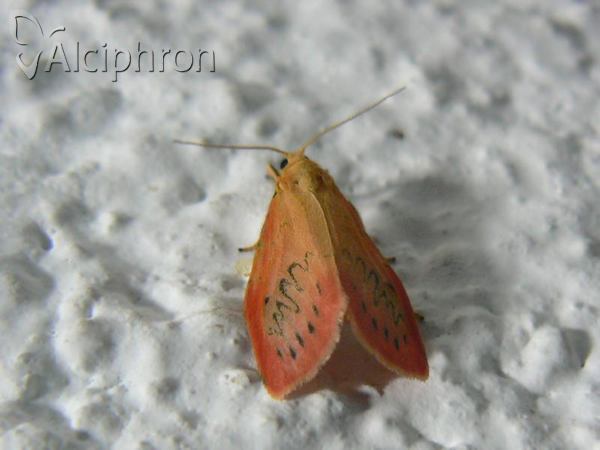 Miltochrista miniata