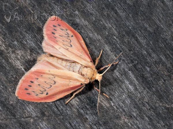 Miltochrista miniata