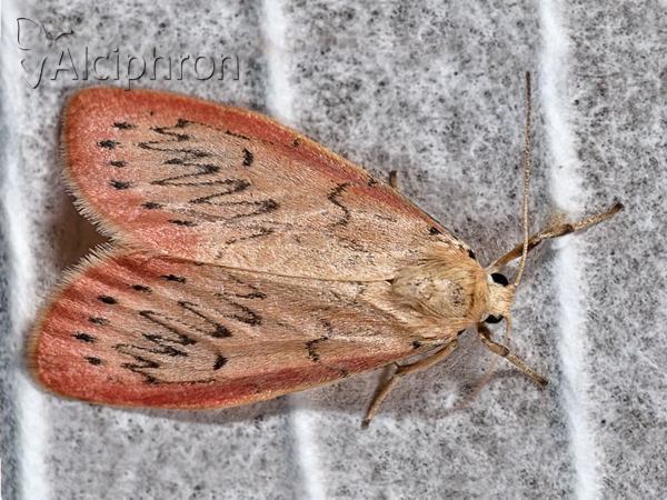 Miltochrista miniata