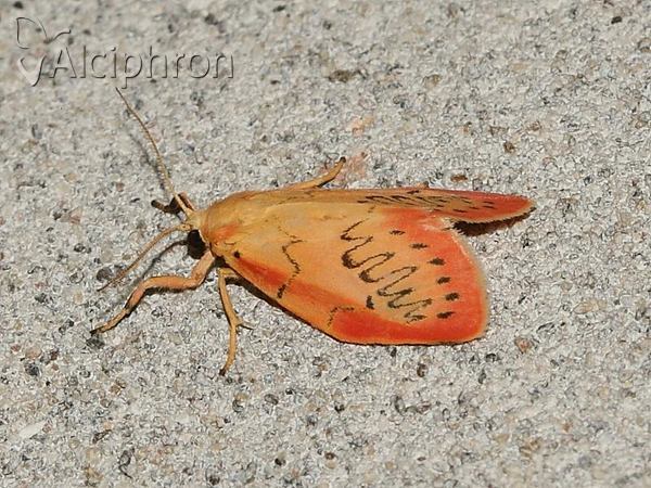 Miltochrista miniata