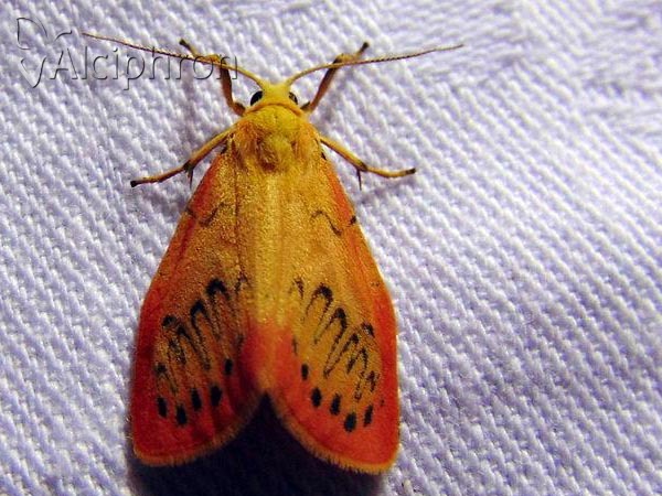 Miltochrista miniata