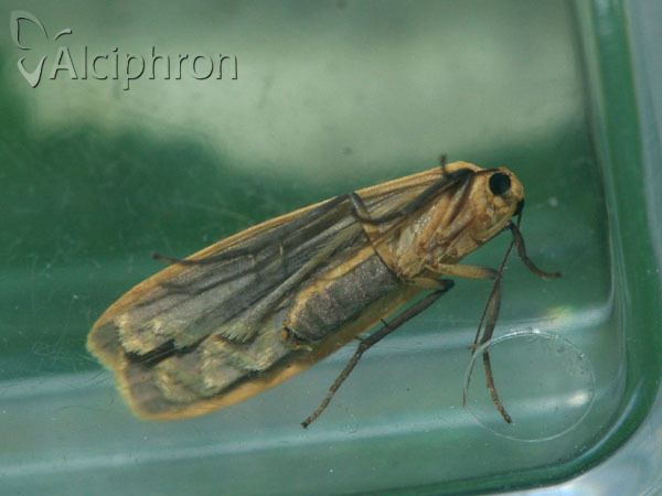 Eilema depressa