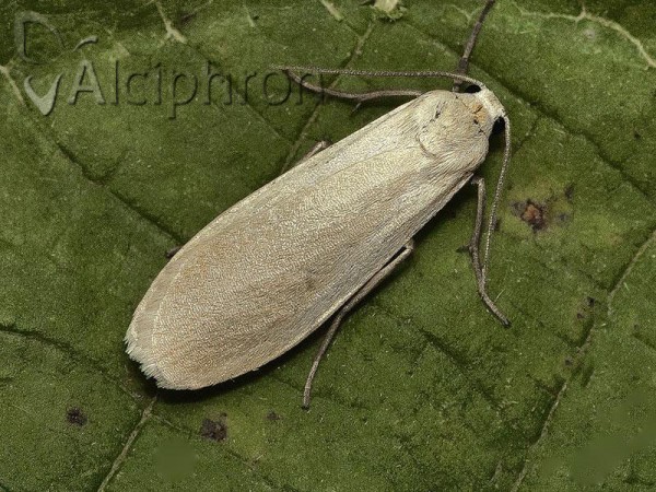 Eilema griseola