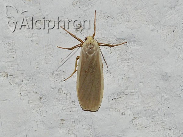Eilema griseola