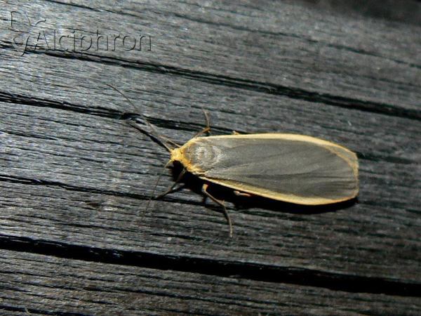 Eilema lurideola