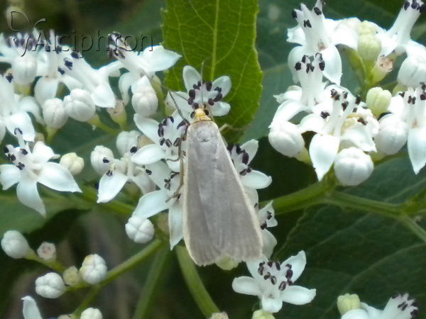 Eilema lurideola