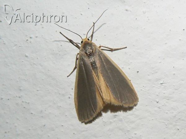 Eilema lurideola