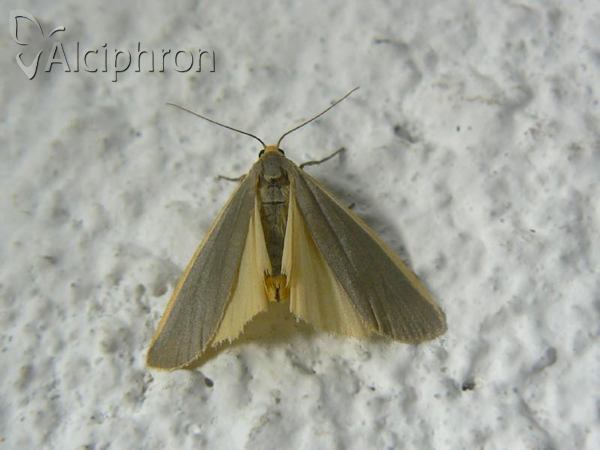 Eilema lurideola