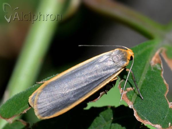 Eilema lurideola