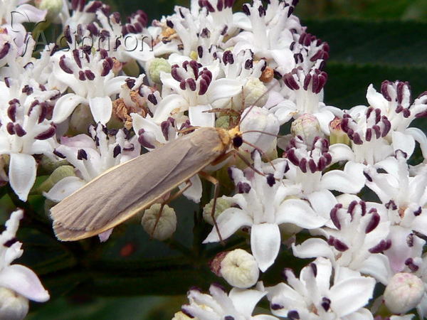 Eilema lurideola