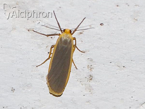 Eilema lurideola