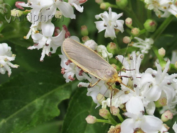 Eilema lurideola