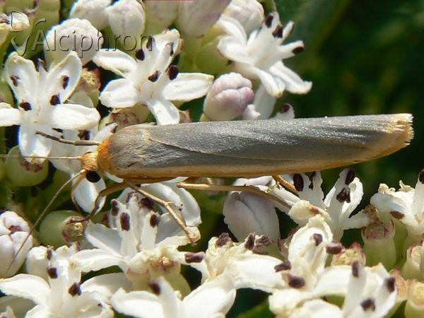 Eilema complana