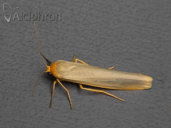 Eilema complana