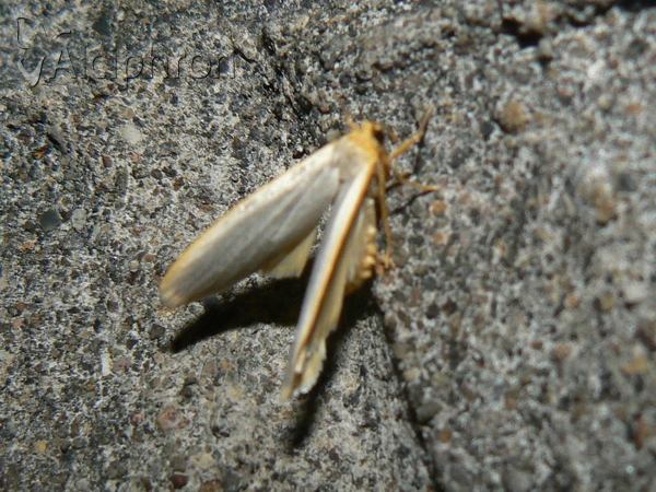 Eilema complana