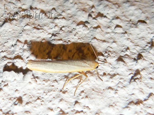 Eilema complana