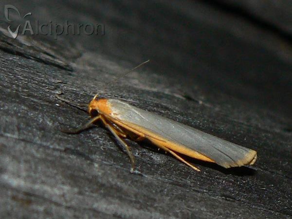 Eilema complana