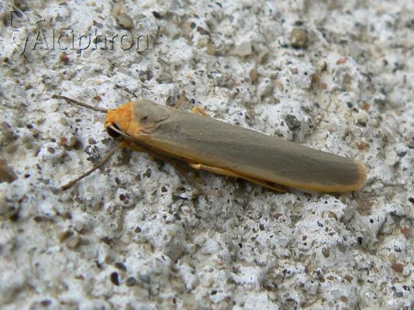 Eilema complana