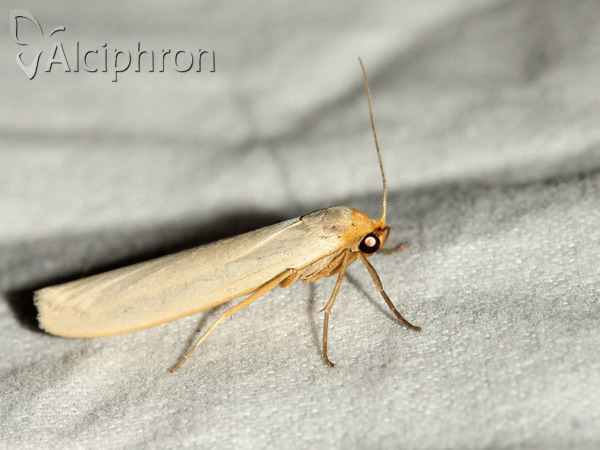 Eilema complana