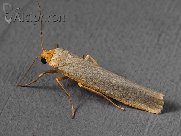 Eilema complana