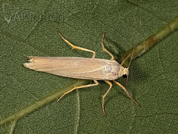 Eilema pseudocomplana