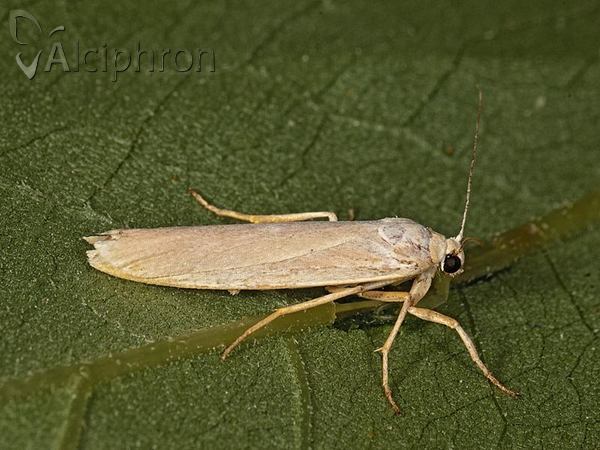 Eilema pseudocomplana
