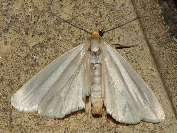 Eilema caniola