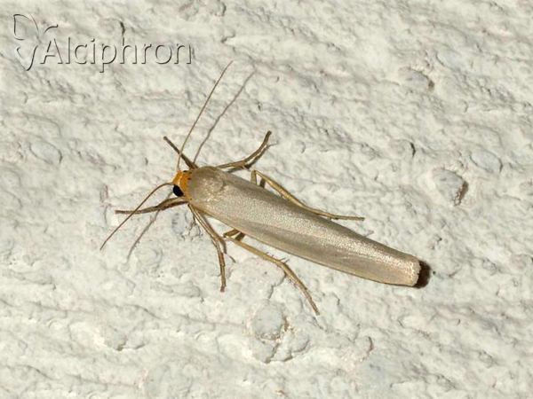 Eilema caniola