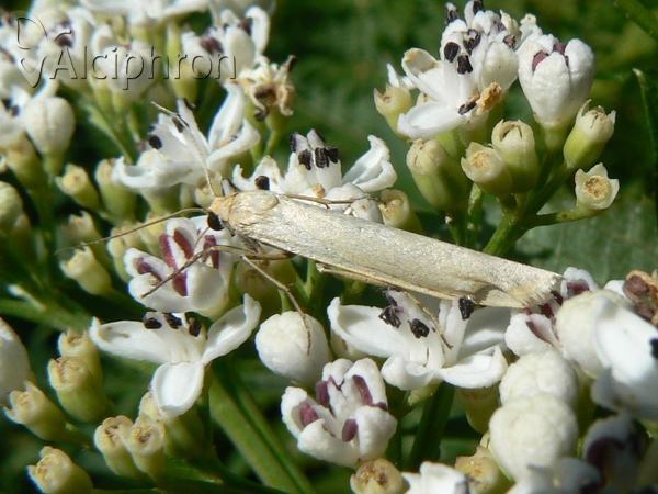 Eilema caniola