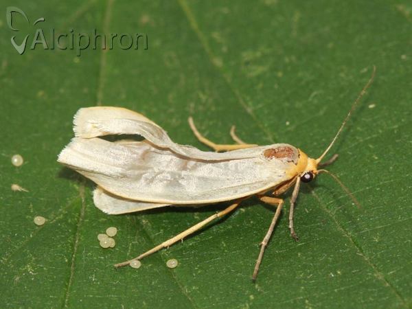 Eilema caniola
