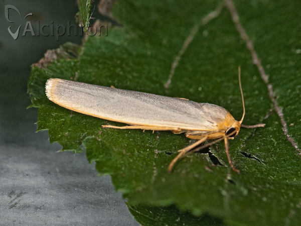 Eilema caniola