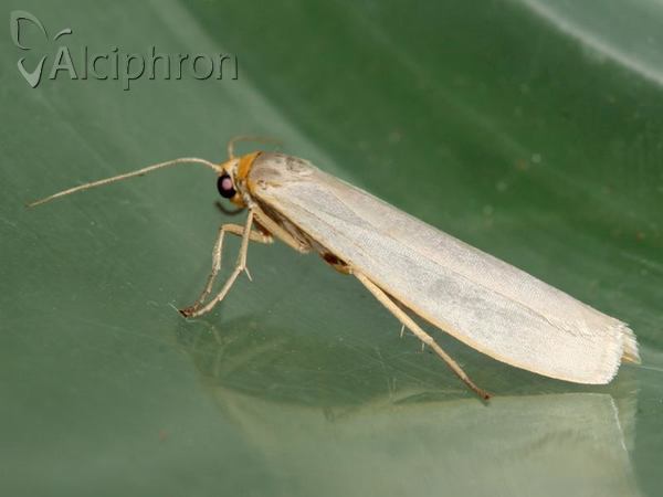 Eilema caniola