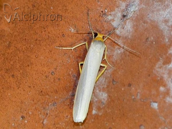 Eilema caniola