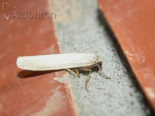 Eilema palliatella