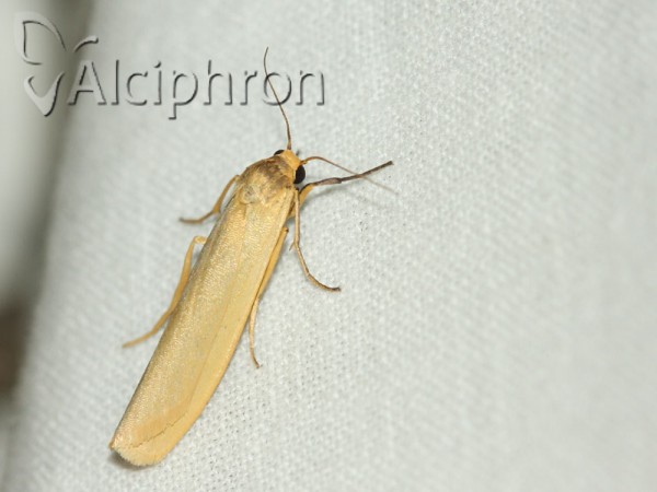 Eilema palliatella