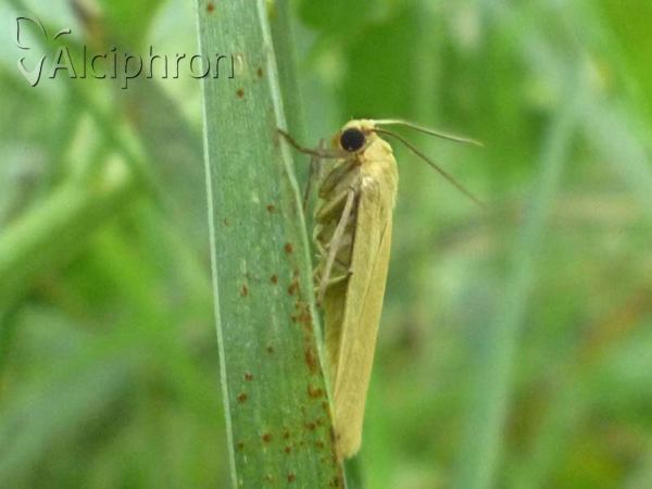 Eilema pygmaeola