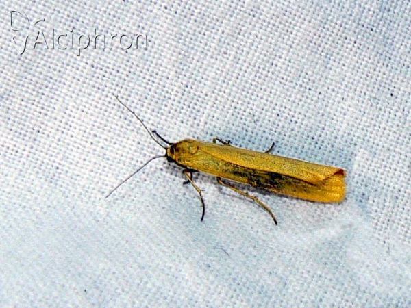 Eilema lutarella