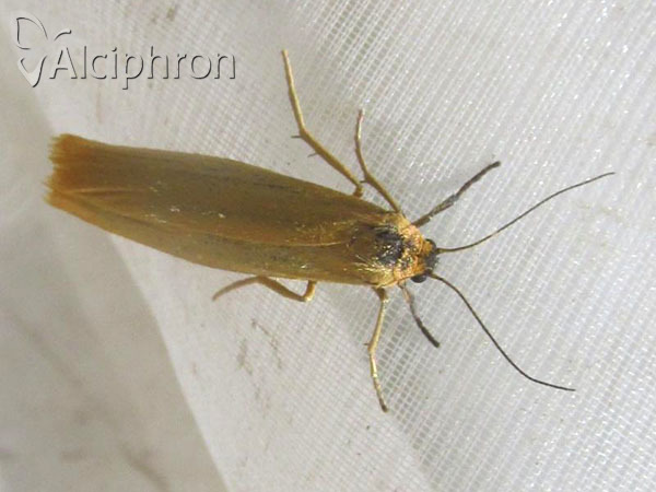 Eilema lutarella
