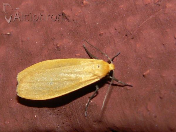 Eilema sororcula