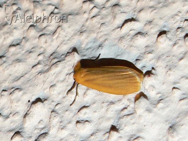 Eilema sororcula
