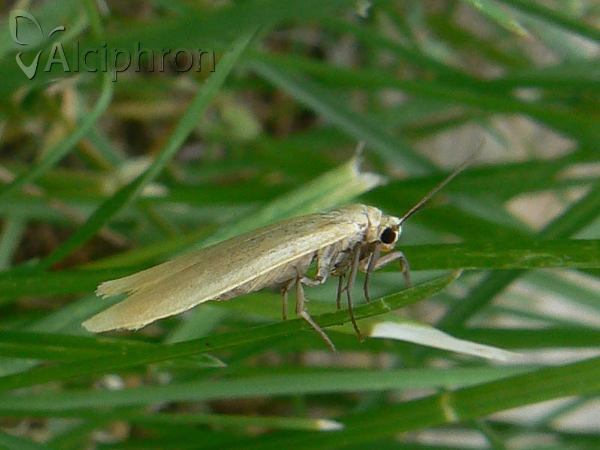 Eilema sororcula