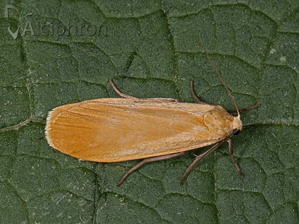 Eilema sororcula
