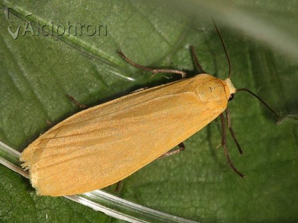 Eilema sororcula